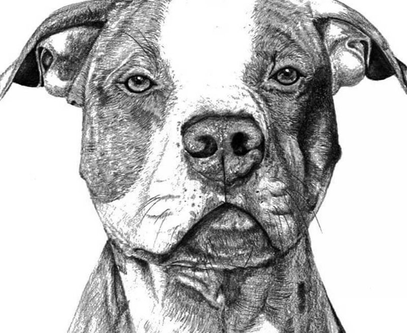 американский терьер стаффордширский