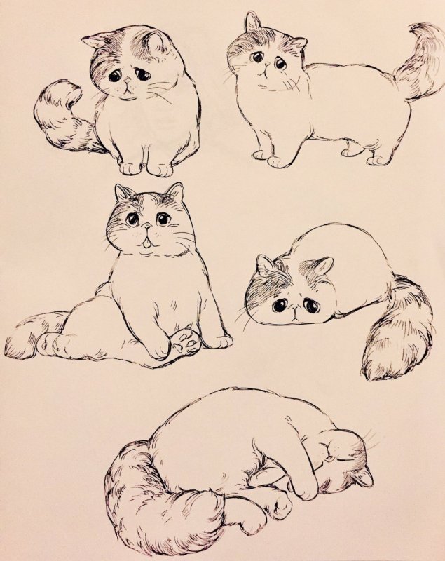 Рисунок кошки для срисовки