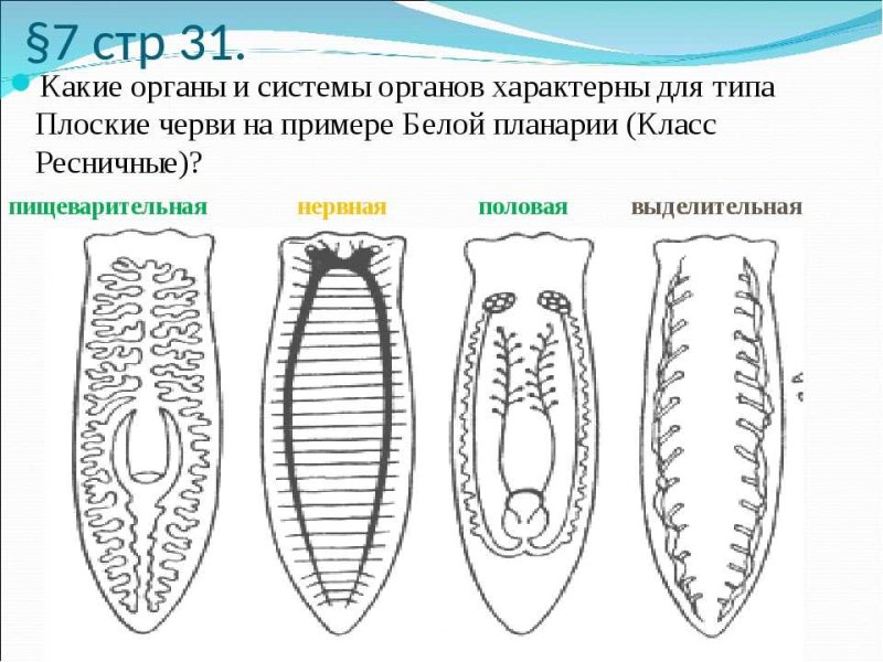 Система органов плоских червей планарии белой