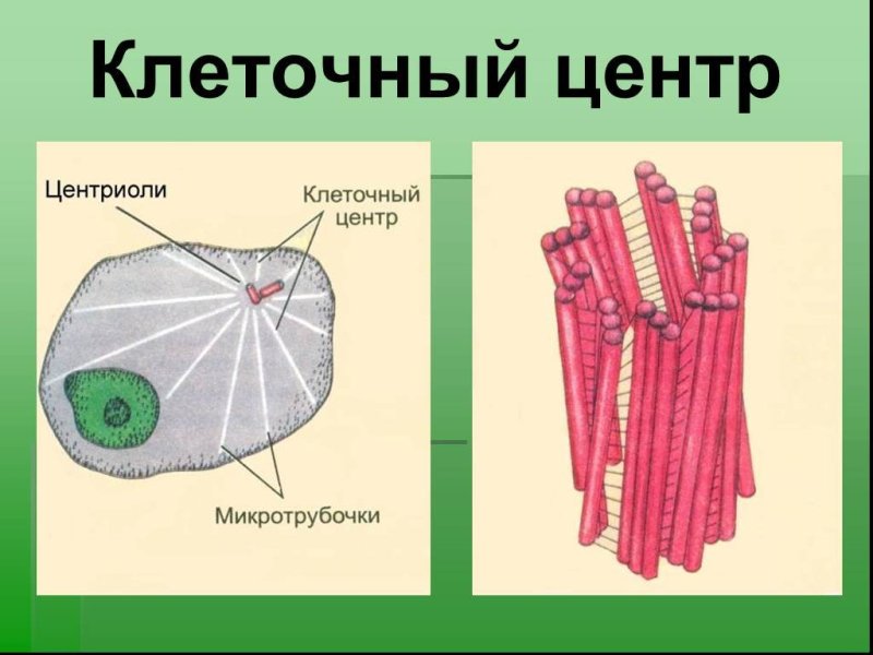 Строение клетки клеточный центр в клетке