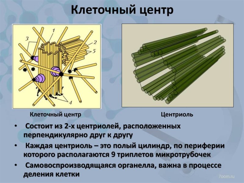 Строение клетки клеточный центр