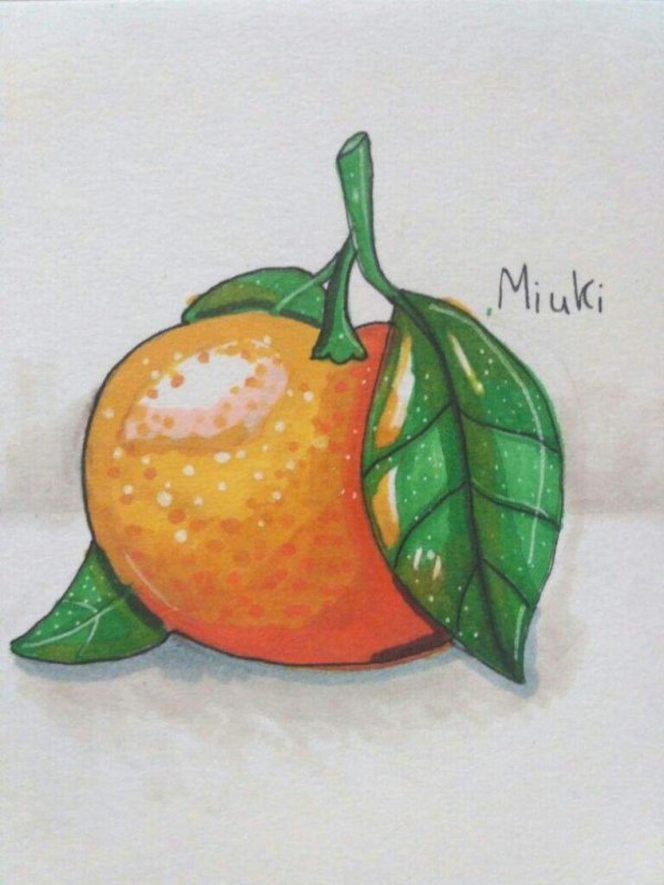 Мандарин для срисовки