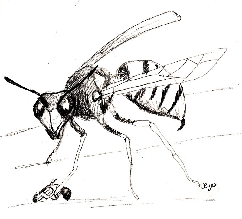 Оса рисунок