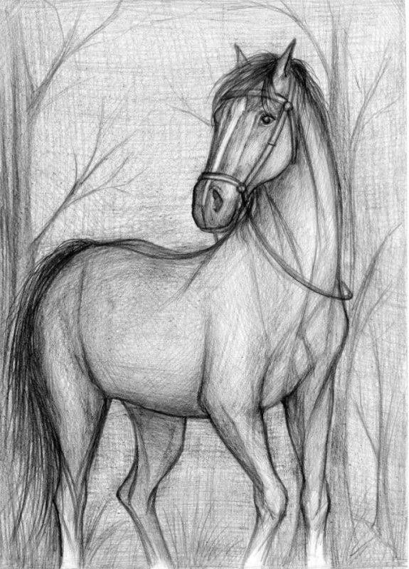 Лошадь рисунок карандашом