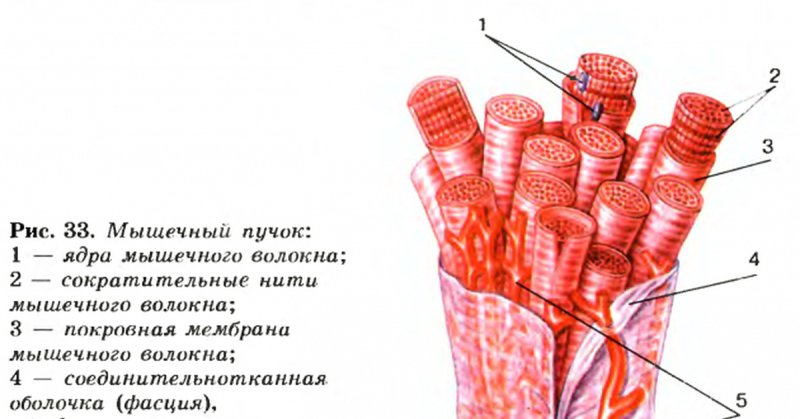 Пучок мышечных волокон скелетной мышцы схема
