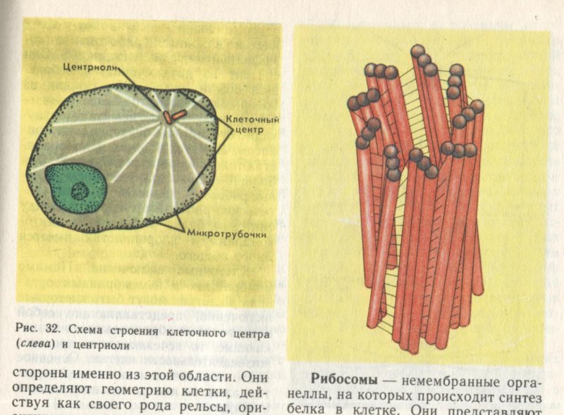 Схема строения центриоли