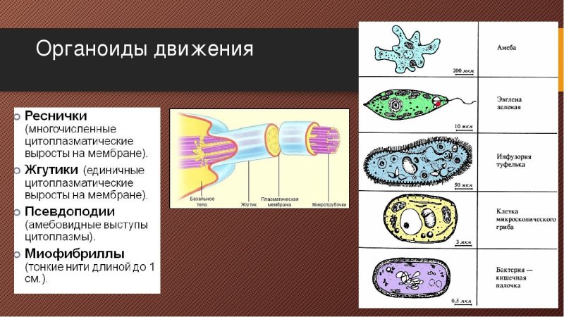 Таблица строение клетки органоиды движения