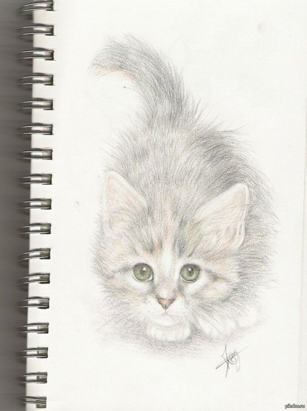 Красивый котенок карандашом