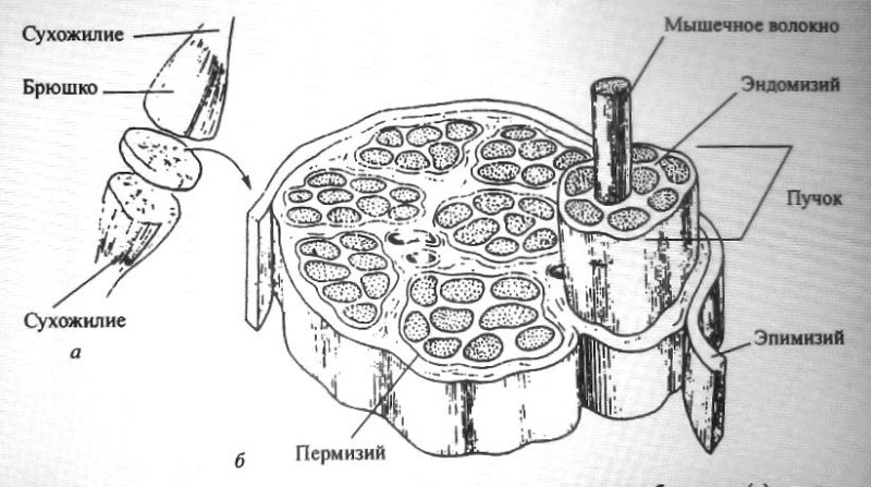 Радиальный пучок рисунок