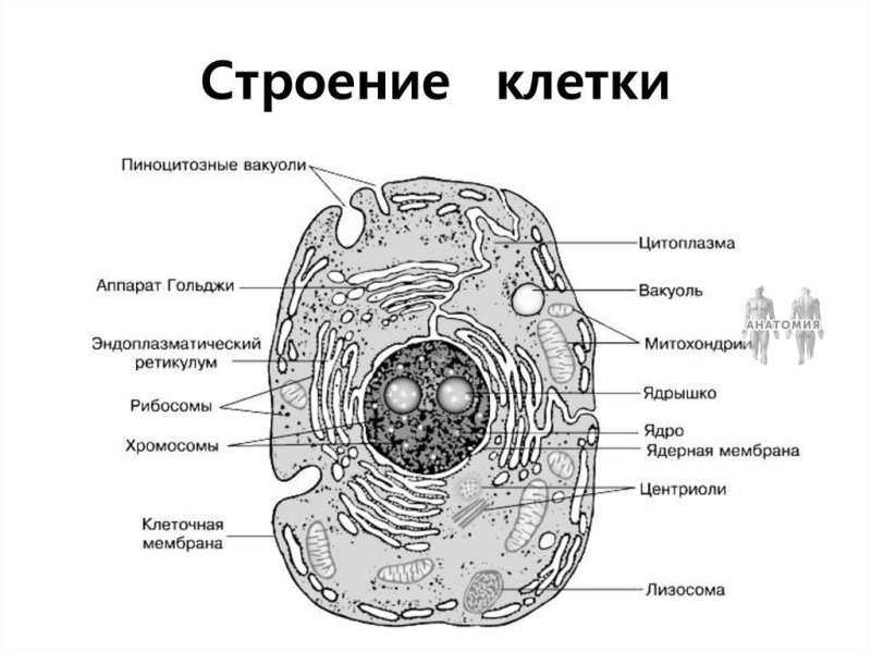 Органоиды эукариотической клетки схема