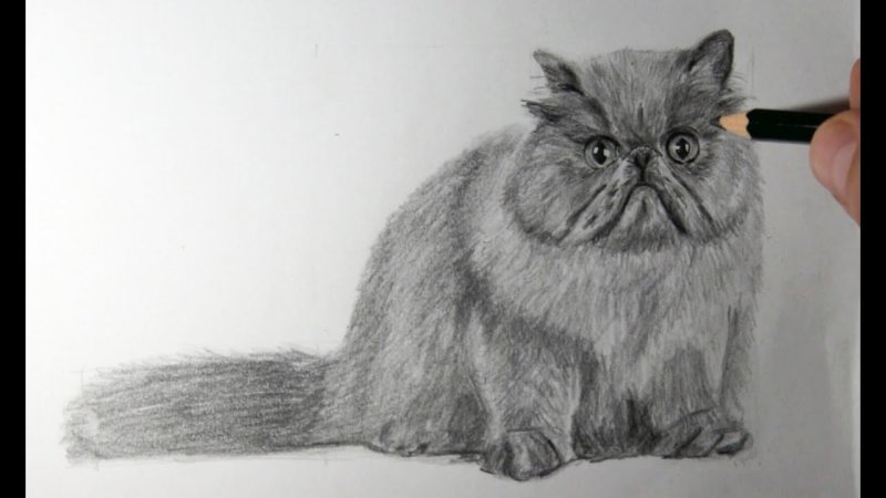 Кошка рисунок карандашом