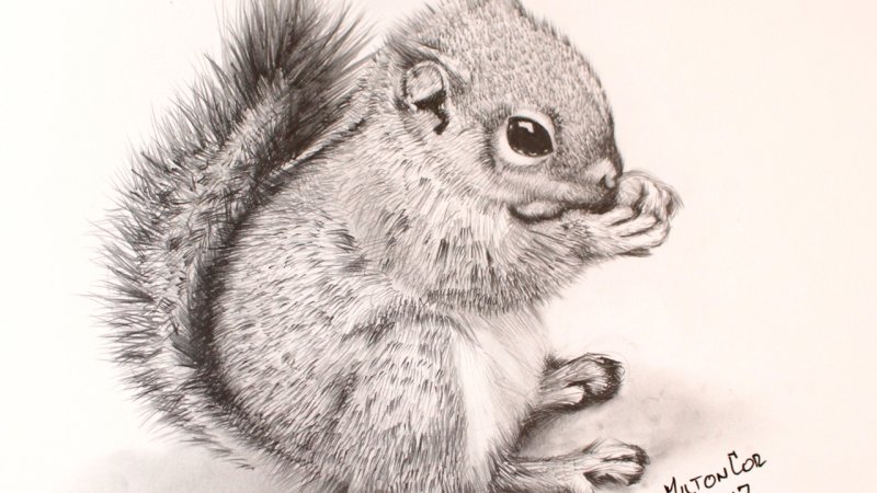 Рисунок белки