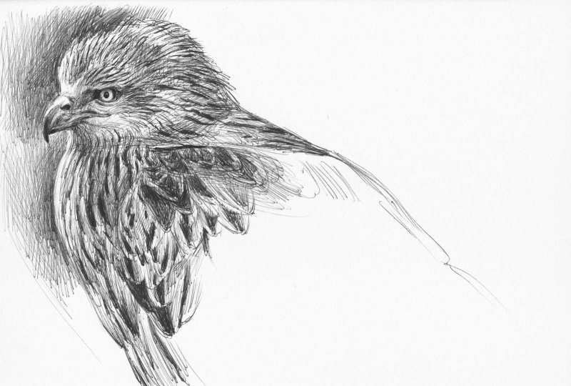 Коршун рисунок