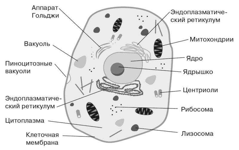 Схема строения животной клетки