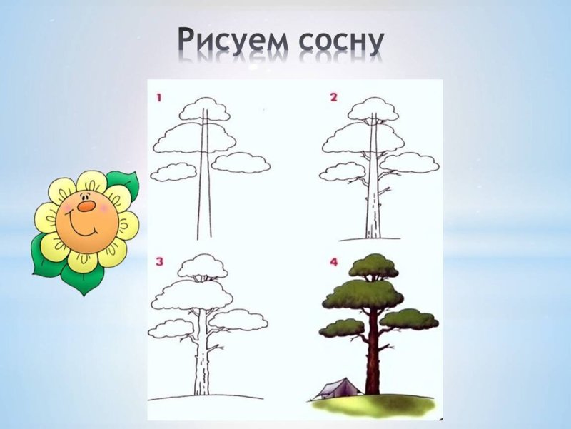 Сосна рисунок карандашом для детей