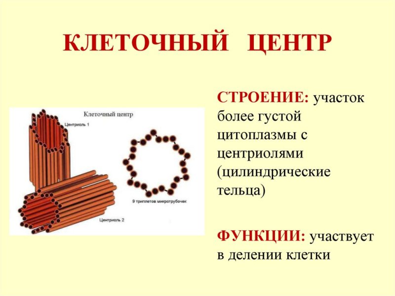 Центриоли клеточного центра функции