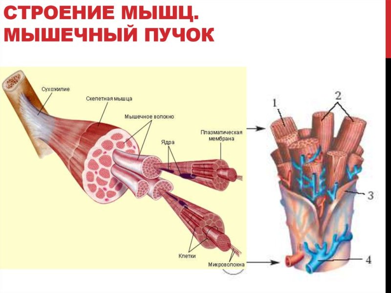 Мышечная система скелетные мышцы