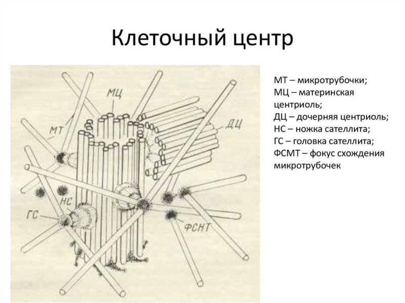 Центросома клеточный центр центриоль