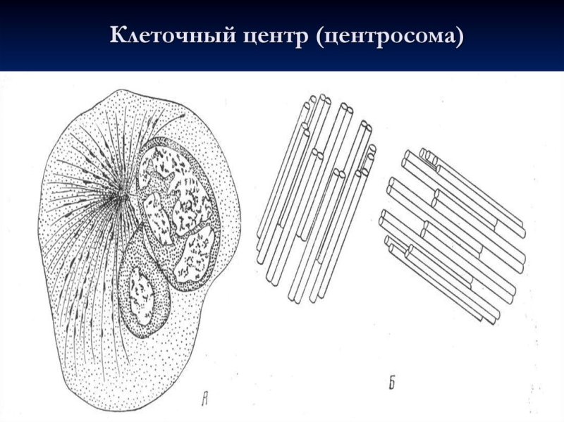 Функции клеточного центра в эукариотической клетке