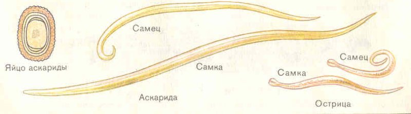 Внешний вид самки и самца аскариды