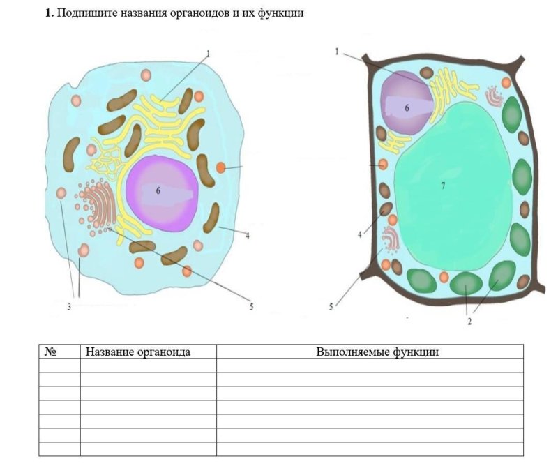 Ядро в клетке органоиды клетки
