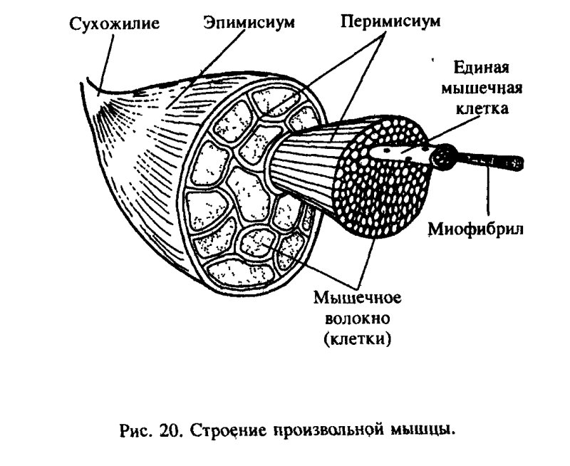 Строение скелетной мышцы схема
