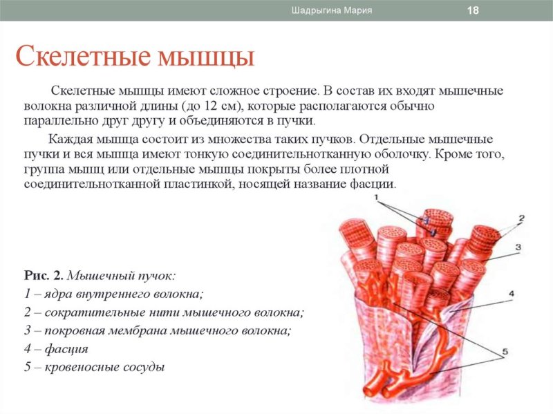 Строение мышечного волокна
