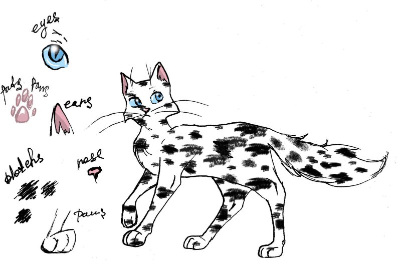 Кот воитель рисунок