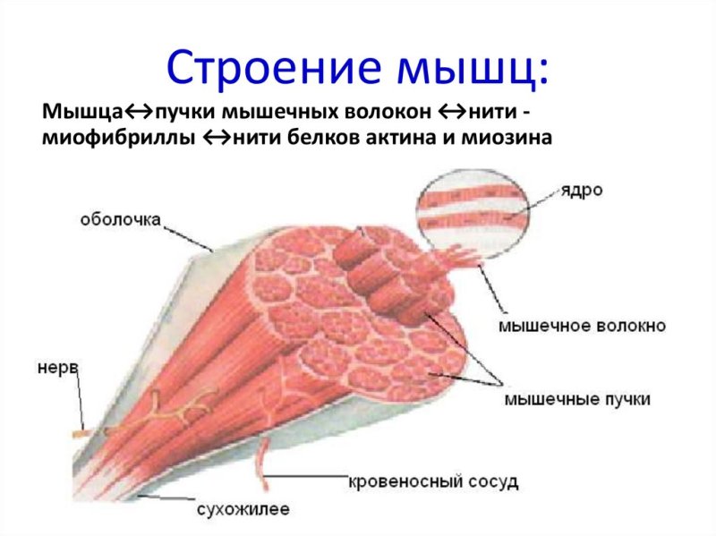 Мышечный пучок
