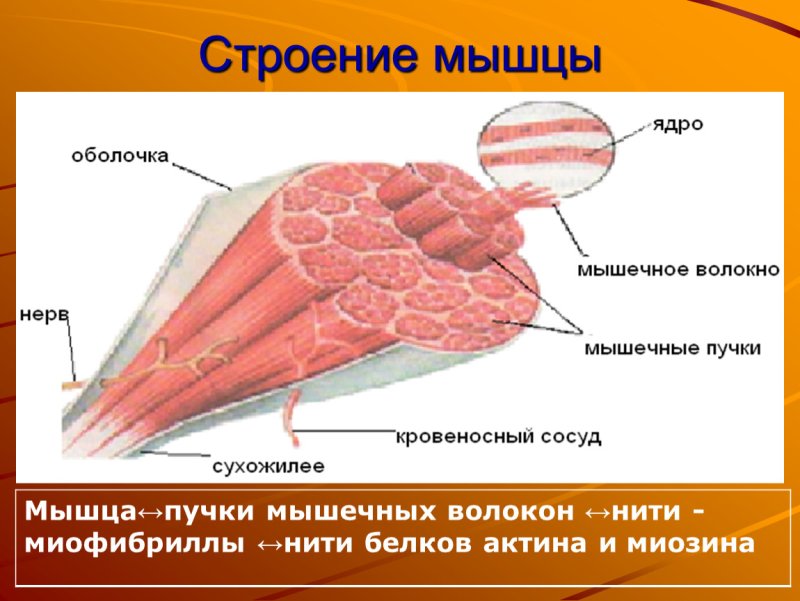 Пучок мышечных волокон