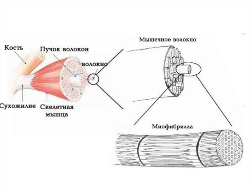 Строение мышц пучки мышечных волокон