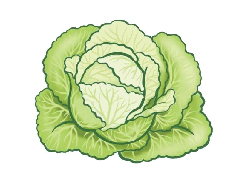 капуста контур