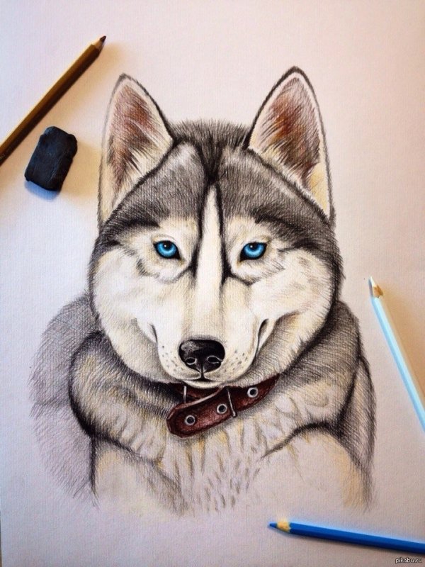 собака простым карандашом