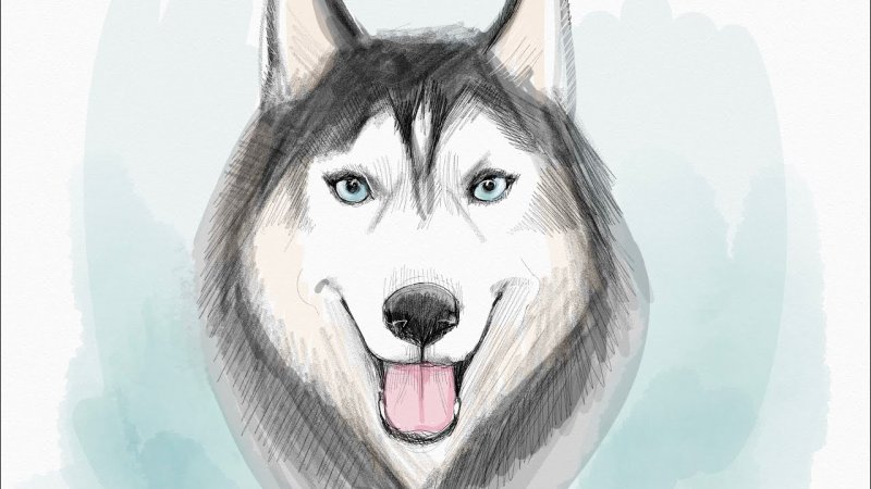 Рисунки собак хаски