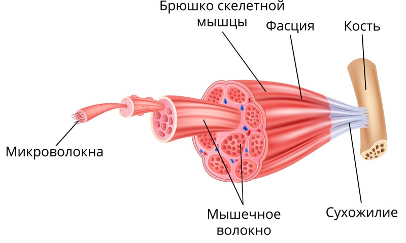 Микроскопическое строение мышц схема