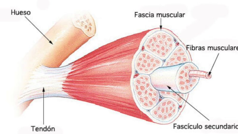 Fibrous Skeleton