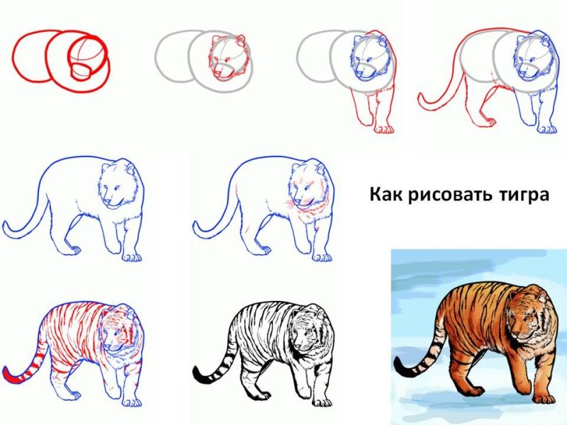 Рисунок тигра карандашом для срисовки