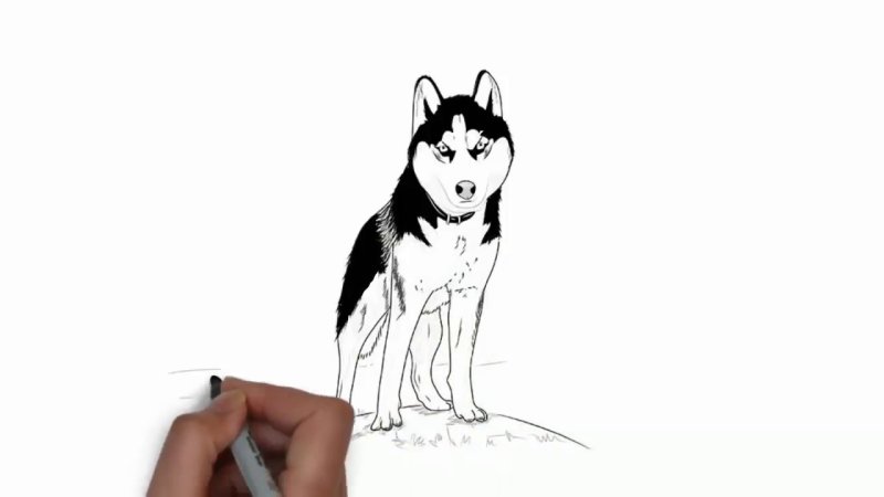 Хаски для срисовки