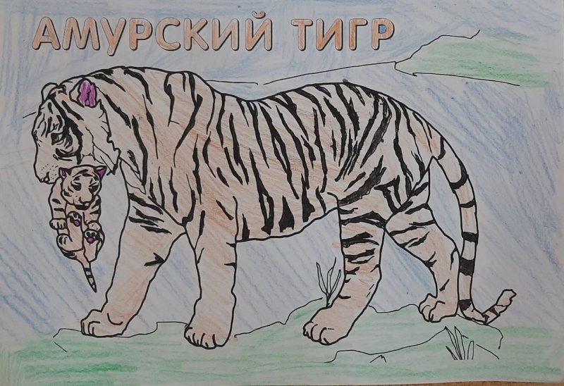 Рисунок Амурского тигра карандашом