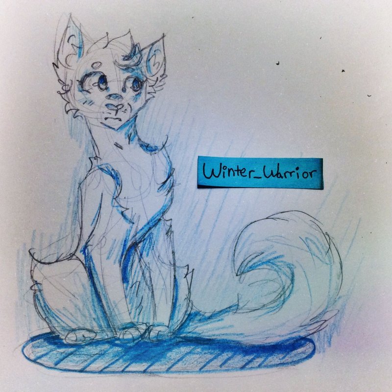 Коты Воители в скетчбуке