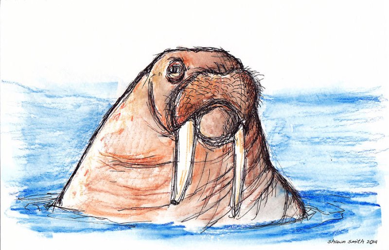 Морж скетч
