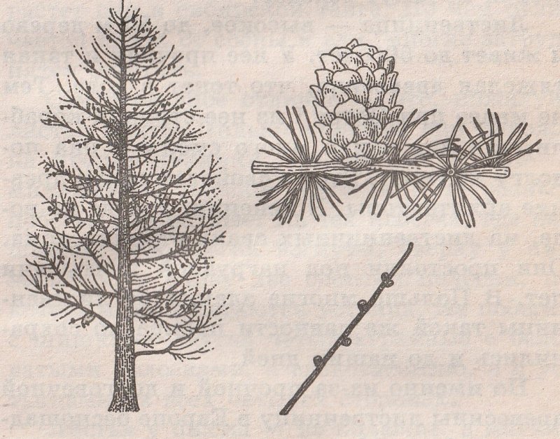 Лиственница Сибирская ветви