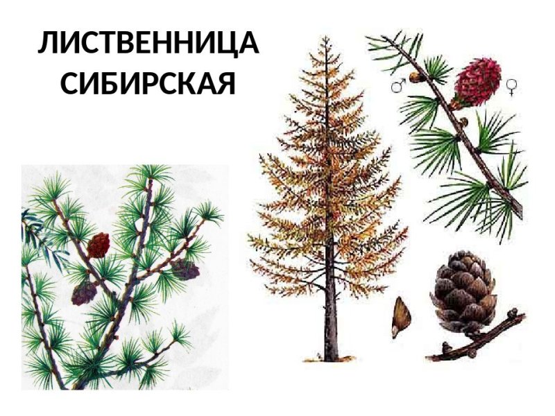 Лиственница Сибирская шишки рисунок