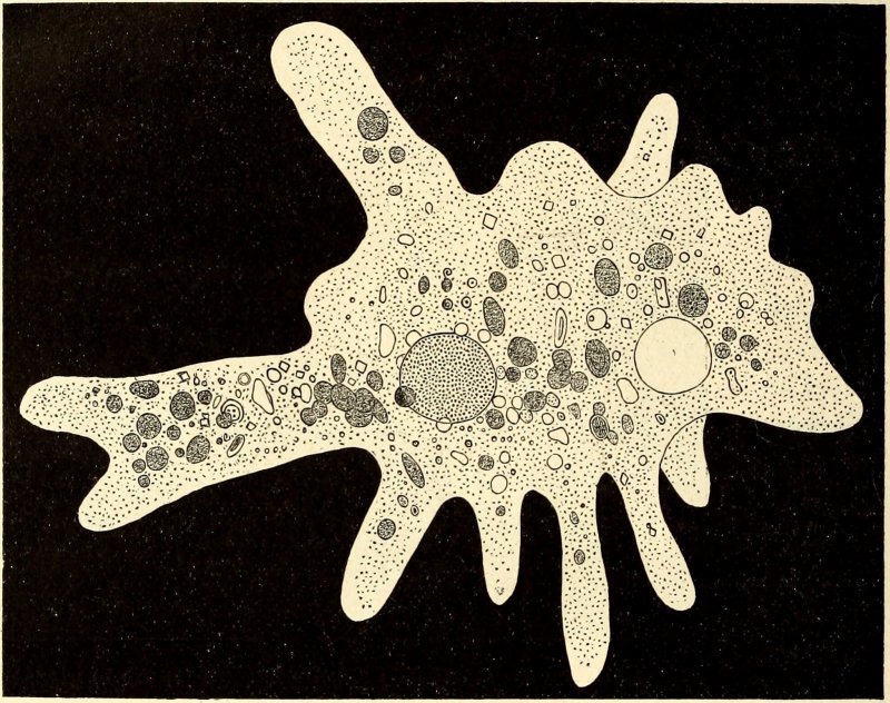 Амеба Amoeba Proteus