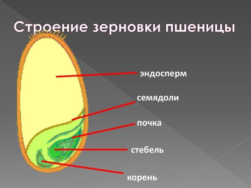 Строение семени однодольного растения Зерновка пшеницы
