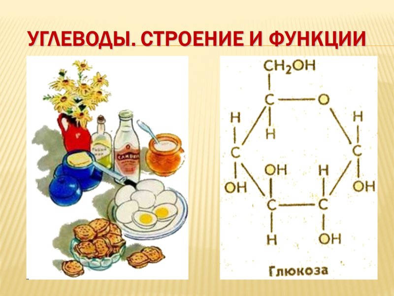 Углеводы строение и функции