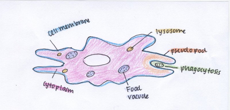 Строение амебы обыкновенной