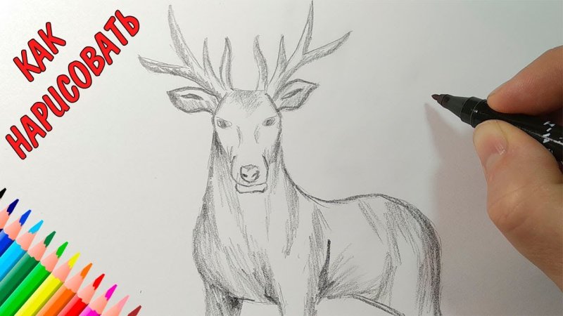 Как нарисовать оленя карандашом