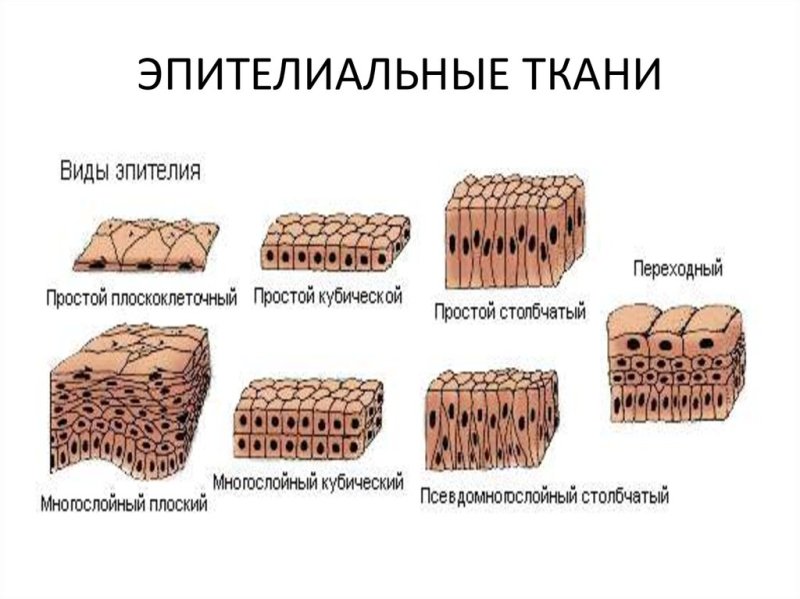 Эпителиальная ткань строение рисунок