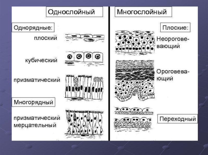 Ороговевающий однослойный эпителий функции